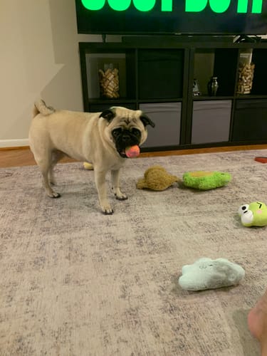 Customer photo review of WUNDERBALL - Best Fetch Toy