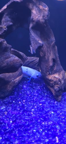 Customer photo review of Blue Marble Dot Plakat Male Betta Fish | You Pick Fish