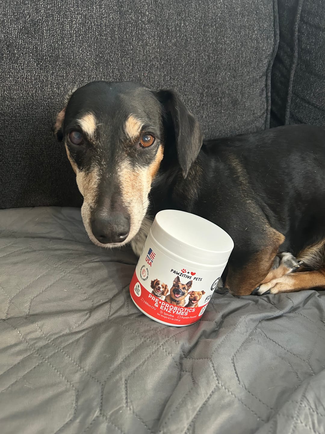 Customer photo review of Probiotics for Dogs Digestive Health