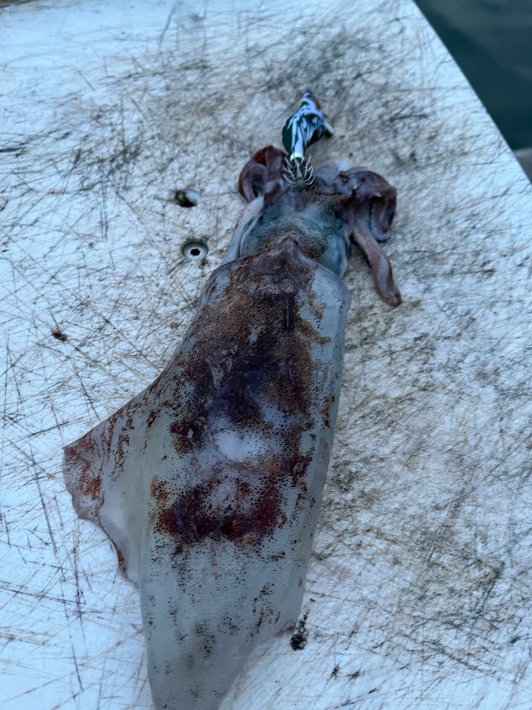 Customer photo review of The Enchanted Unicorn Series 7 Squid Jig Set (Slow Sinking)