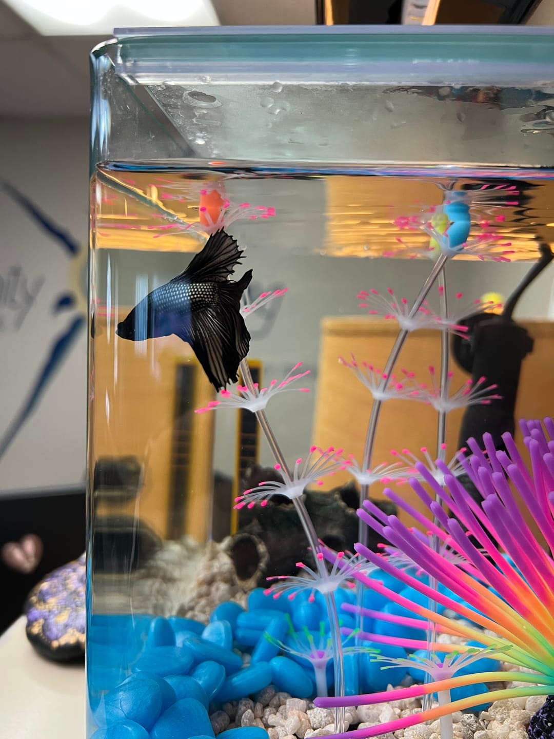 Customer photo review of Black Copper Halfmoon Male Betta Fish
