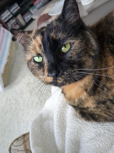 Customer photo review of 2x Blisso Advanced Cat Probiotic | Cat Probiotic for Diarrhea & Kidney Support