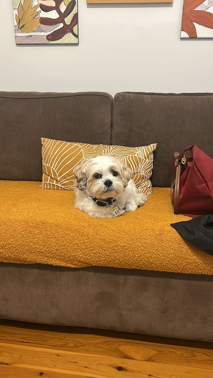 Customer photo review of PetNest Dog Boarding