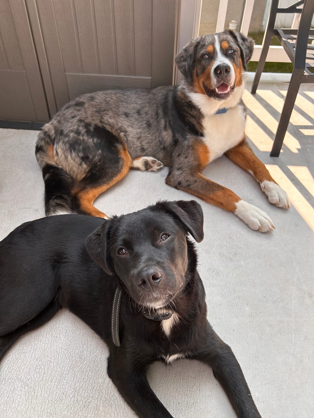 Customer photo review of Livora - Os à mâcher en bois de café pour chien