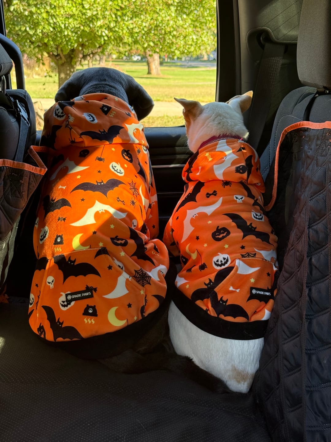 Customer photo review of Halloween Dog Hoodie - Orange