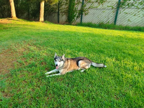 Customer photo review of Grain Free Light & Senior