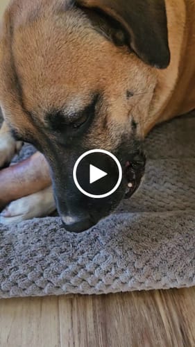 Customer video review of Smoked Beef Marrow Bone