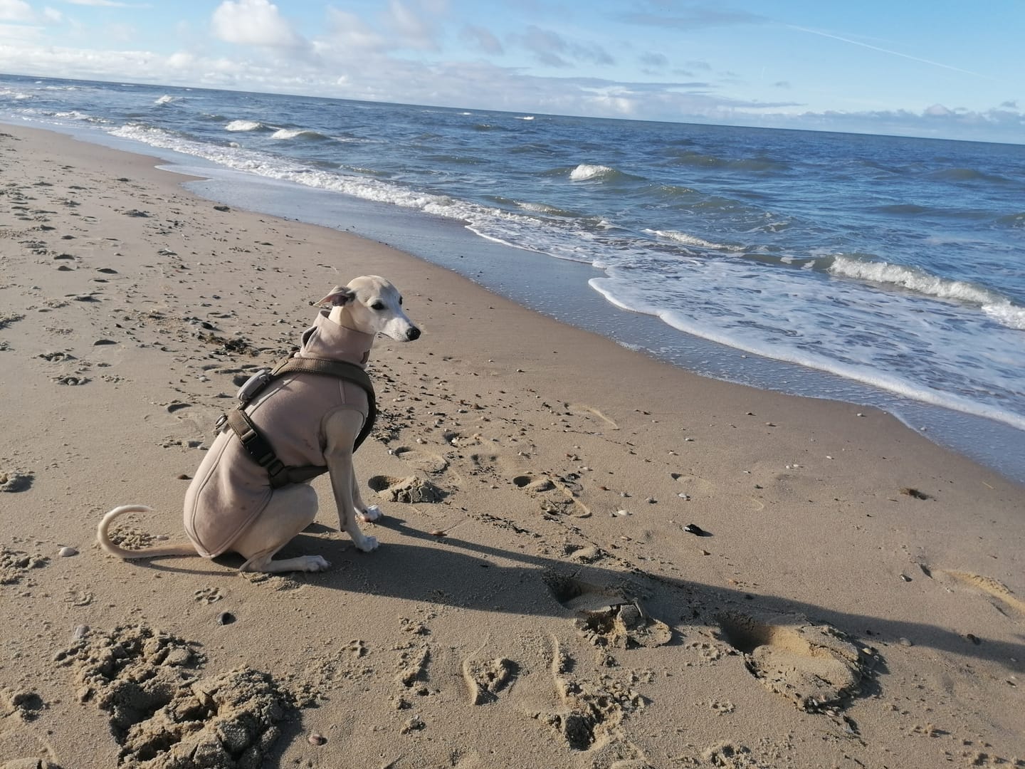 Customer photo review of Windhundgeschirr FUN "Golden Sand"