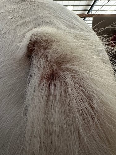 Customer photo review of Horse Gel Twin Pack