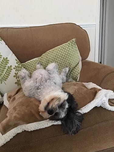 Customer photo review of Dog Gel Twin Pack