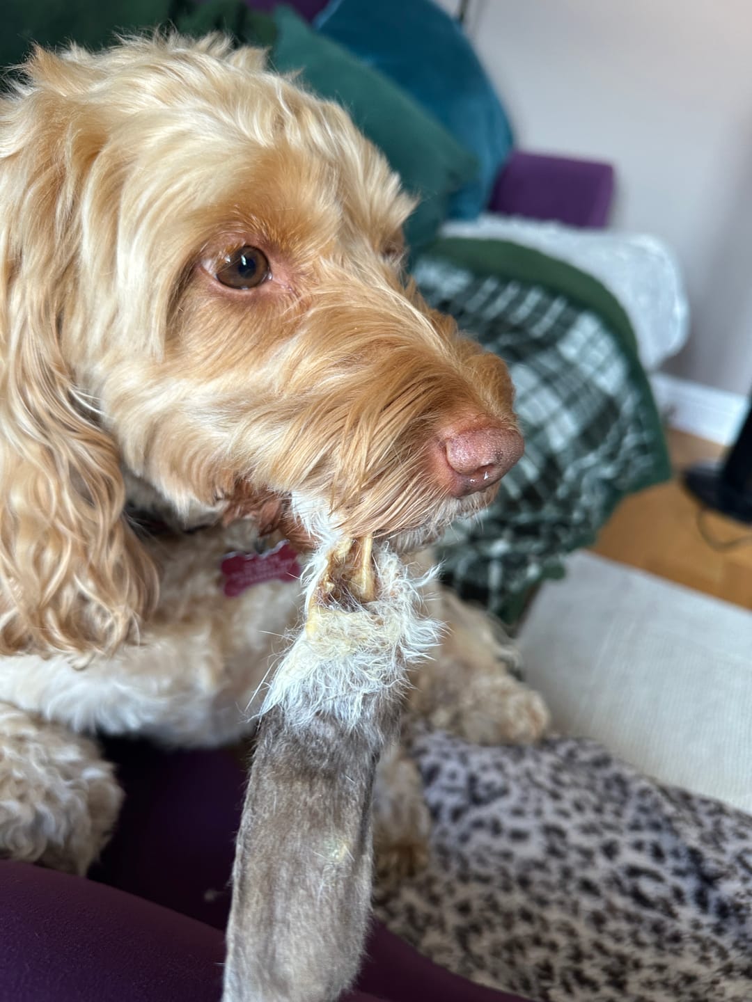 Customer photo review of Hairy Rabbit Ears (100g)