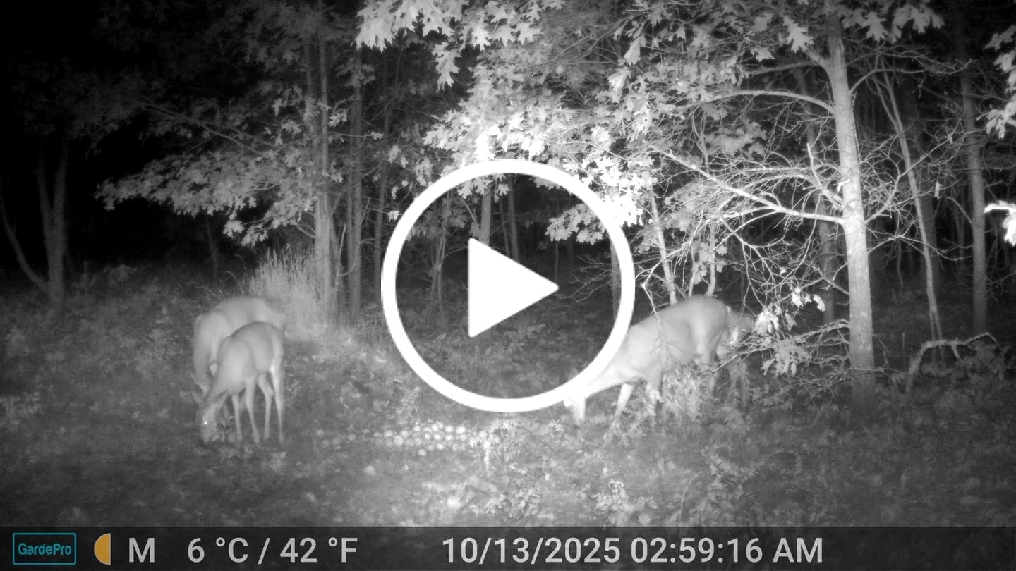 Customer video review of GardePro A60 Non-Cellular Trail Camera
