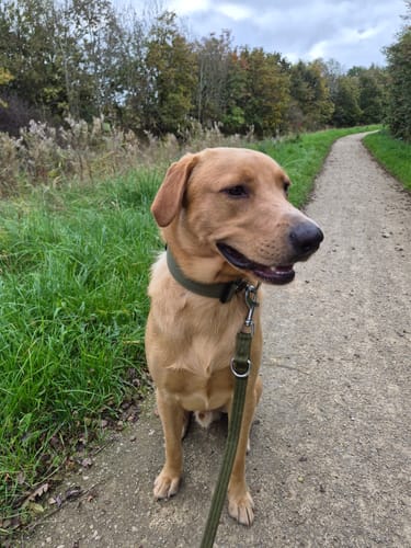 Carol T. review of Training Double Ended Dog Lead | 2m Length -  Khaki image 1 out of 3