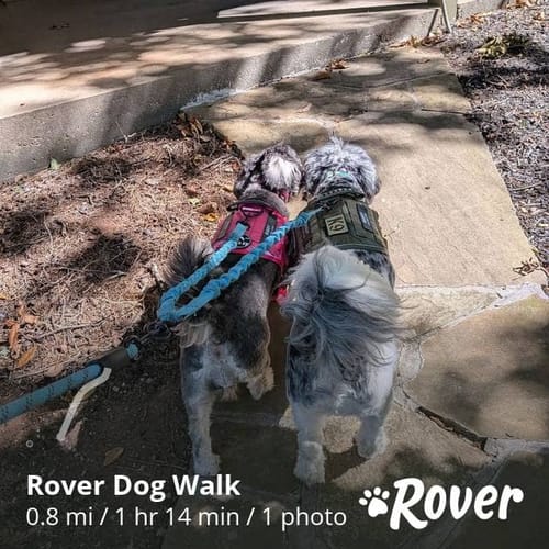 Customer photo review of Classic Heavy-Duty Tactical No-Pull Team K9™ Dog Harness With Front & Back D-Rings, Quick-Release Metal-Buckles, Hook & Loop Panels, & Top Handle