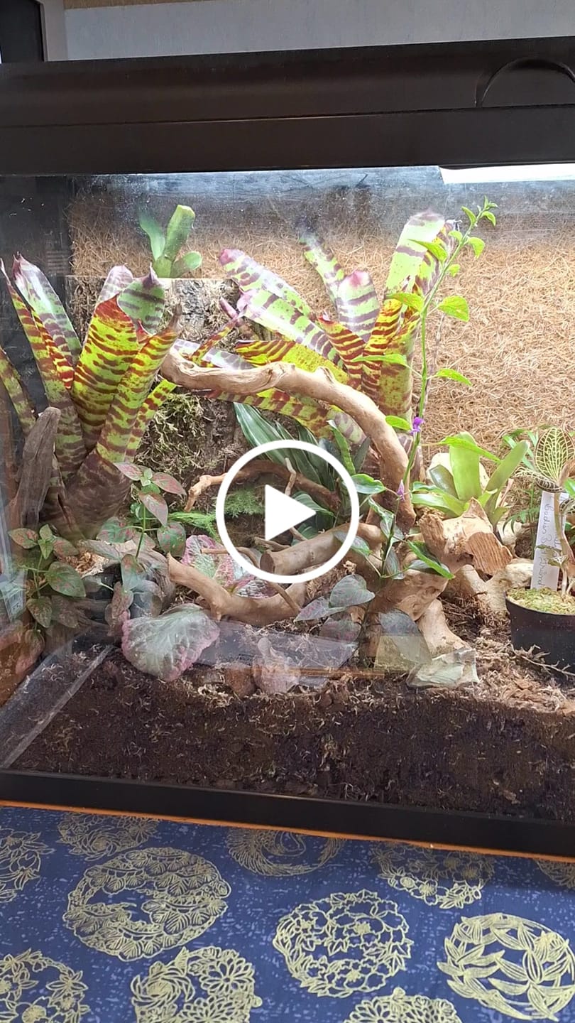 Customer video review of Terrarium Mix