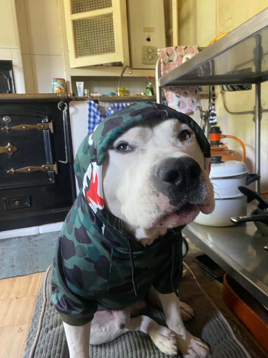 Customer photo review of Shark Monster Dog Hoodie - Green Camo