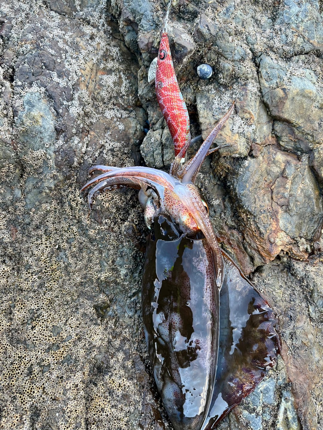 Customer photo review of Tsuriou Red Argentine Shrimp Squid Jig - Aka Ebi (Slow Sinking)