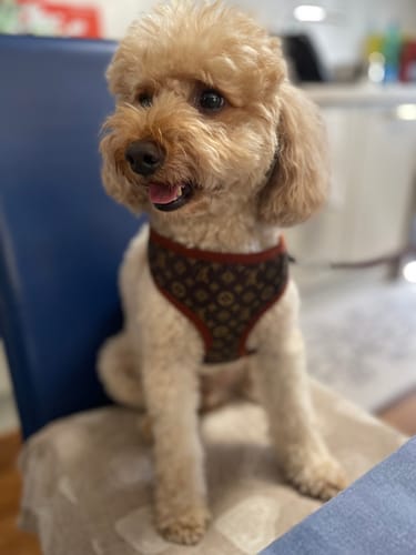 Customer photo review of Pettorina e guinzaglio Louis Pawtton