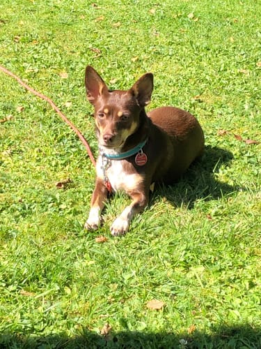 Customer photo review of Frischfutter für Energiebedarf von 376 kCal/Tag