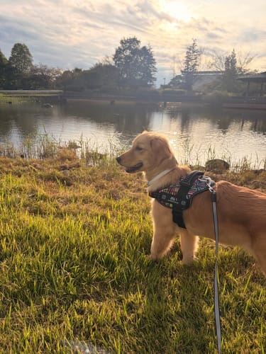 Customer photo review of 【プレミアム版】FunFunPet 高機能ハーネス （お名前タグ作成サービス付き）