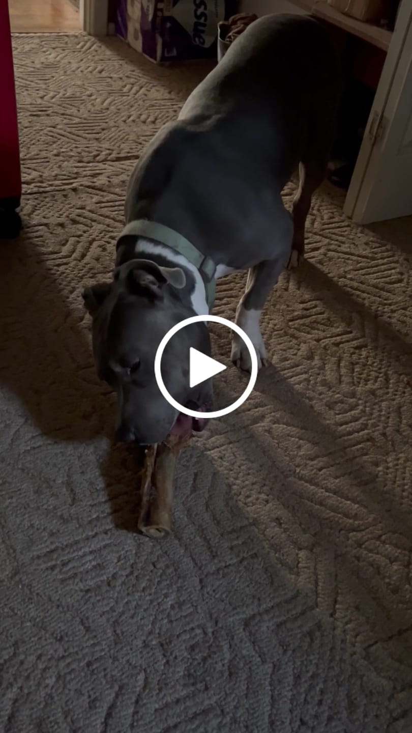 Customer video review of Large Ostrich Cane (11.5" x 5"): The Ultimate Long-Lasting Chew for Medium, Large & XL Dogs