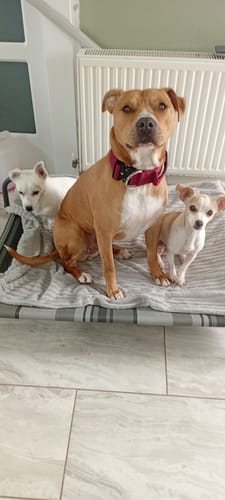 Customer photo review of 5cm Combat® Collar | With Handle & Secure Clip - Burgundy