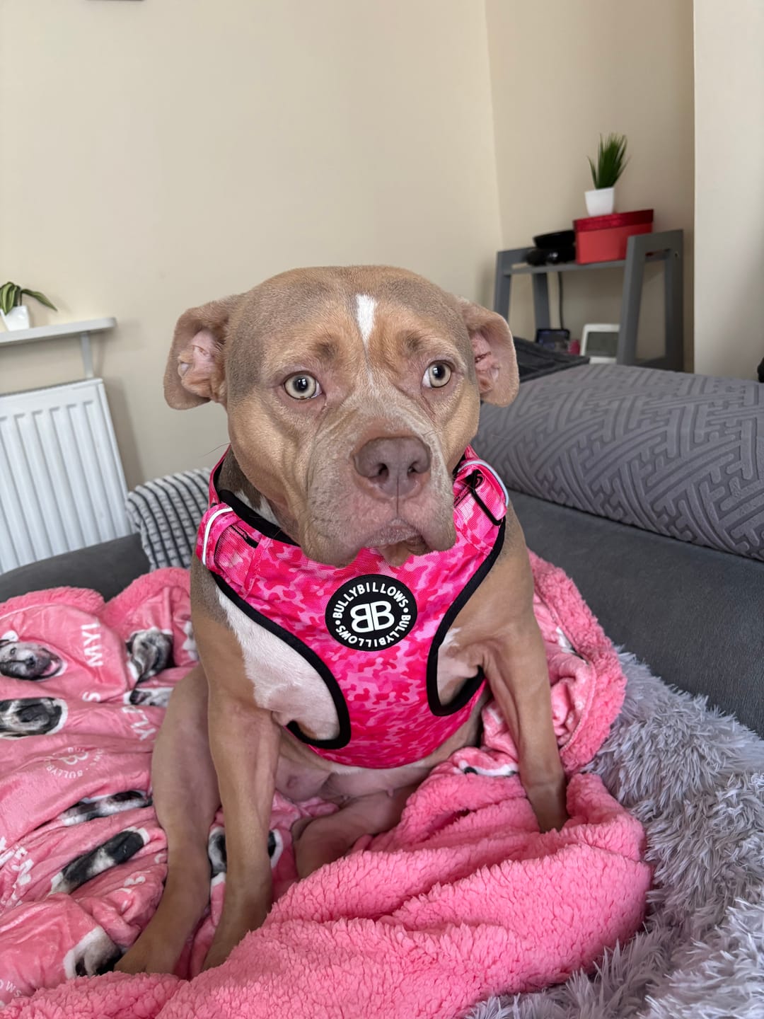 Customer photo review of Comfort Premium Harness | Non Restrictive - Bubblegum