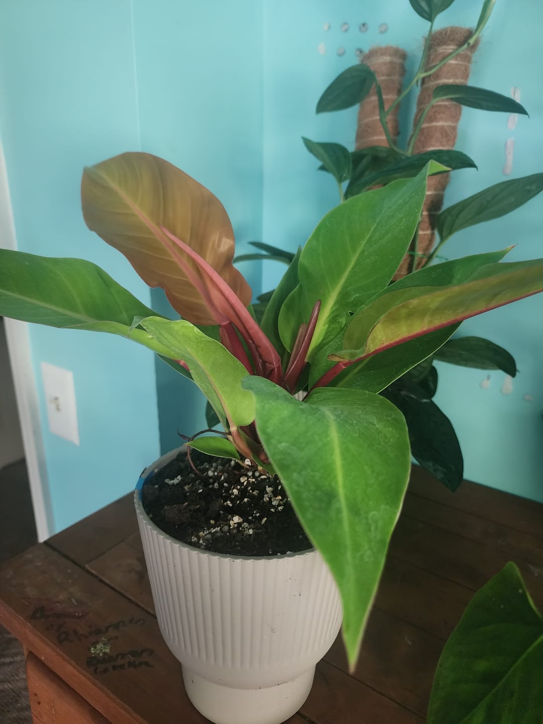 Customer photo review of Philodendron 'Prince of Orange'