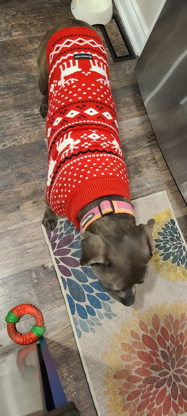 Customer photo review of Knit Christmas Dog Sweater - Dasher Red