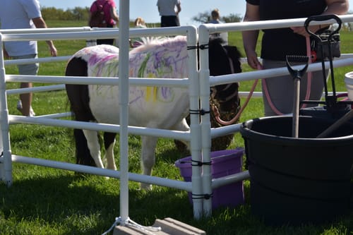 Customer photo review of DIY Modular Kit: Mini/Goat Corral (6 Panels; 4 Rails)