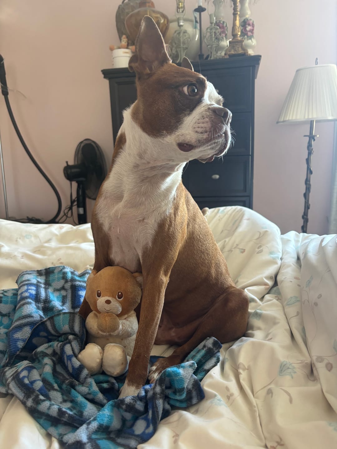 Customer photo review of Horizon Legacy - Nourriture pour chien haut de gamme