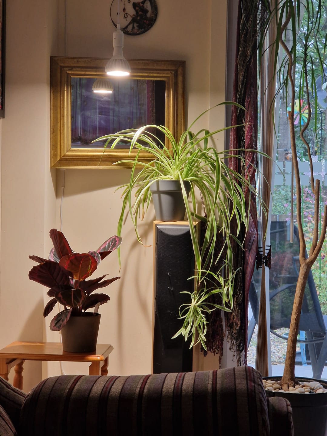 Customer photo review of Pianta LED Grow Light 3-Pack bundle