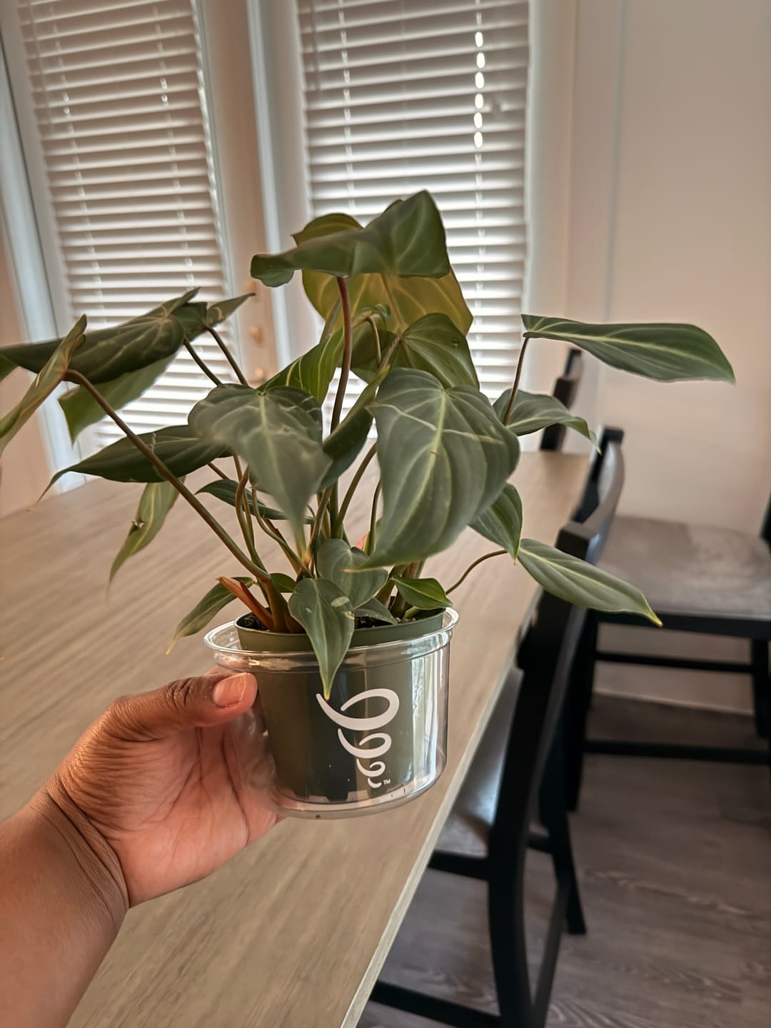 Customer photo review of Philodendron gloriosum