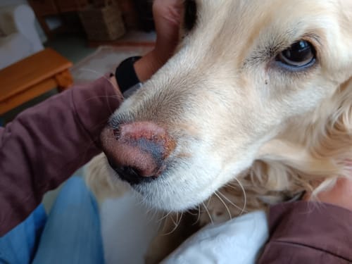 Customer photo review of Dog Gel Twin Pack