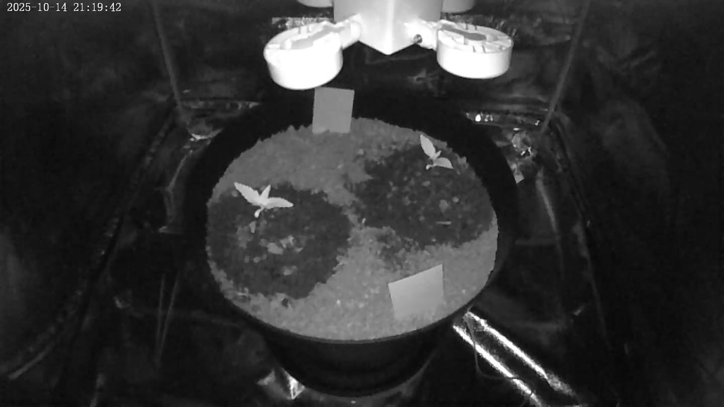 Customer photo review of Gelato F1 Cali Weed THC Samen – 50 Tage von Keimung bis Ernte – Autoflower – Die schnellsten Cannabis Samen der Welt