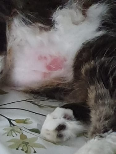 Customer photo review of Cat Gel Twin Pack