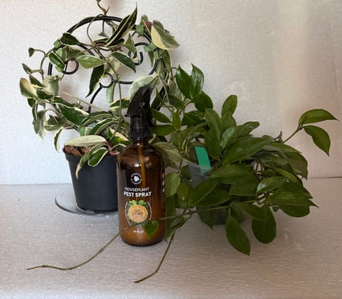 Customer photo review of Houseplant Pest Spray