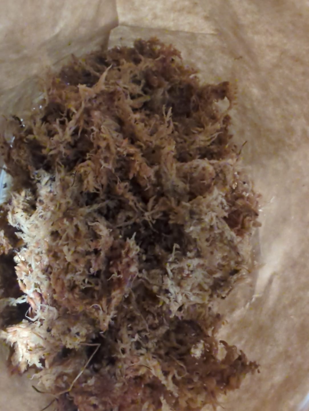 Customer photo review of SUBSTRAT - SPHAGNUM MOOS