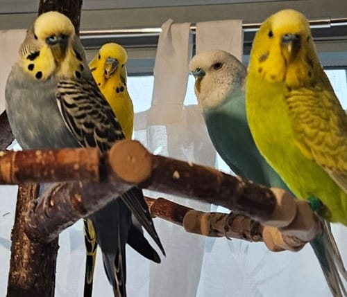 Customer photo review of Mariendistelkur geschrotet