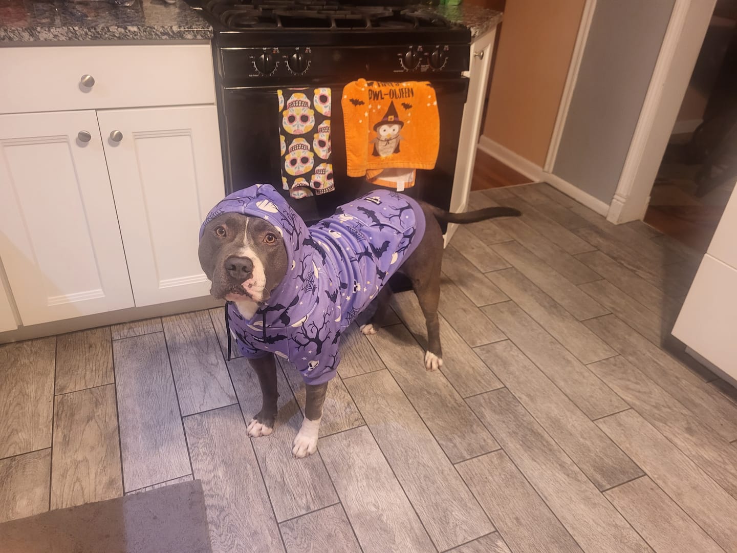 Customer photo review of Halloween Dog Hoodie - Purple
