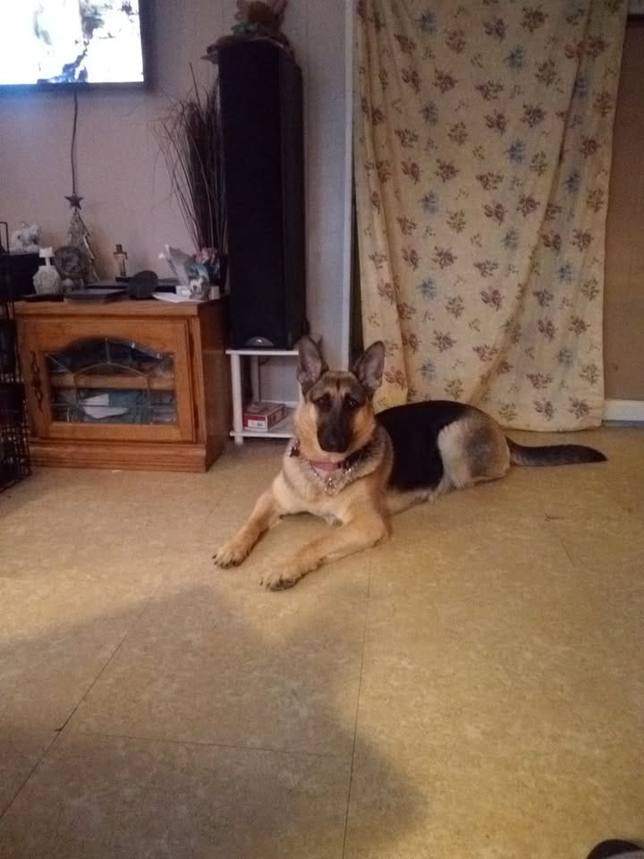 Customer photo review of Dog & Cat Ear Infection & Itch Relief Remedy