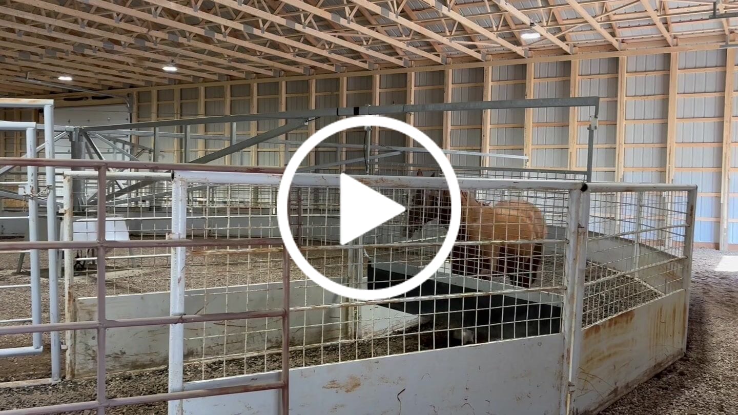 Customer video review of Renegade® Viper Shield™ Hoof Boot Seconds - Arizona Copper