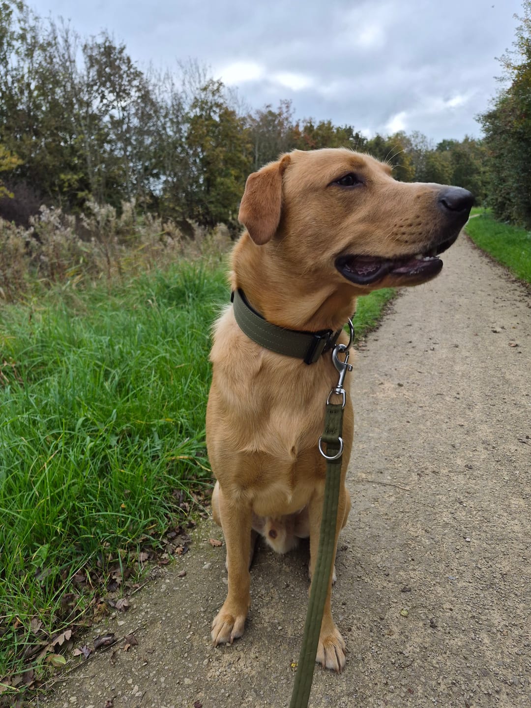 Customer photo review of 4cm Combat® Collar | Handle & Rated Clip -  Khaki