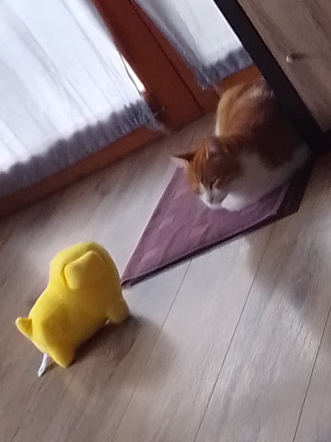 Customer photo review of PREORDINE SEGRETO Peluche Fufus + Albo Fumetti e Risate!