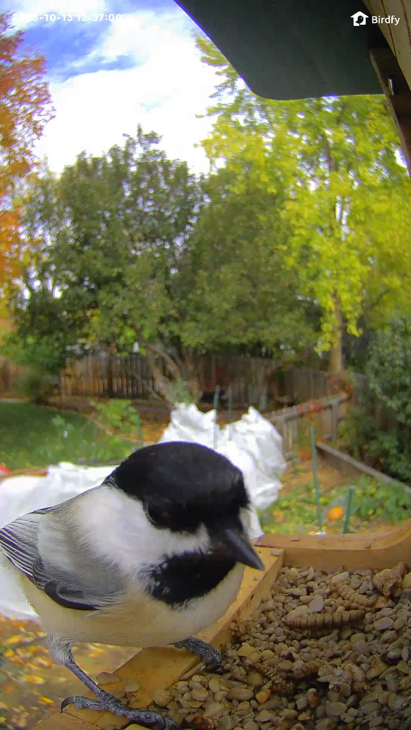 Customer photo review of Birdfy Feeder Wood - Wooden Smart Bird Feeder with Camera