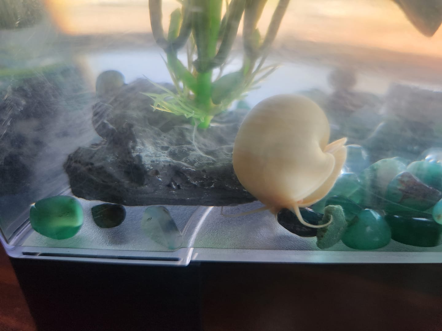 Customer photo review of Mystery Snail Mix (3 pack)