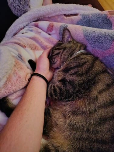 Avis photo d'un client sur Croquettes Chat Stérilisé Sans Céréales - Poulet