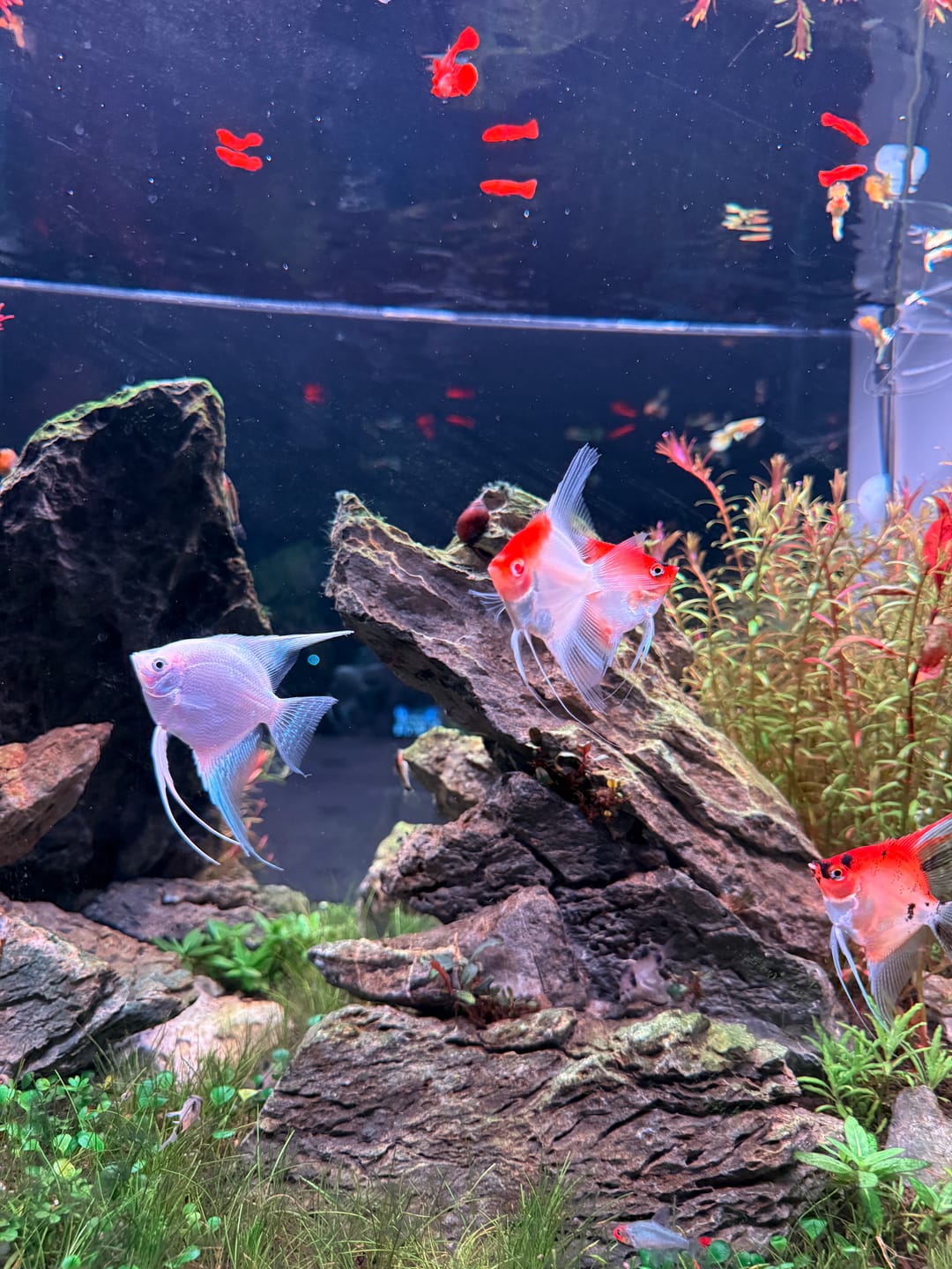 Customer photo review of Koi Albino Red Cap Angelfish