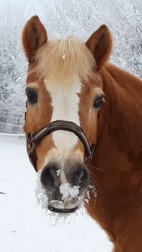 Customer photo review of Haflinger Kalender 2026