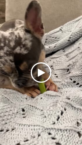Customer video review of Yak Chew Pack – 6 Flavor-Infused Sticks